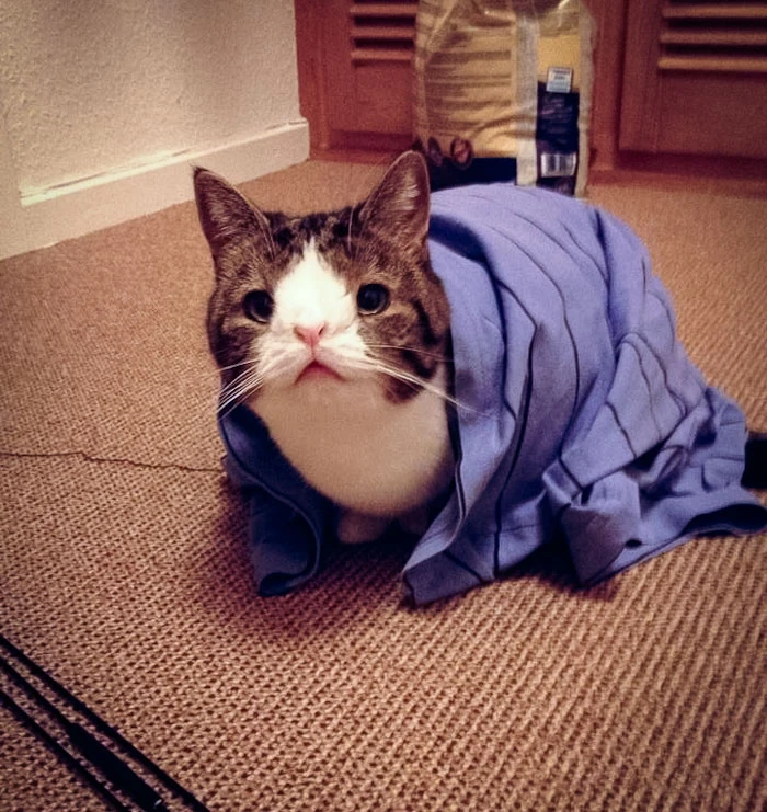 Monty sitting wrapped in a blue blanket on the floor