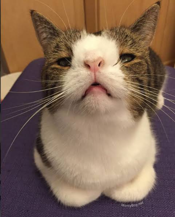 Monty the cat looking up at the camera